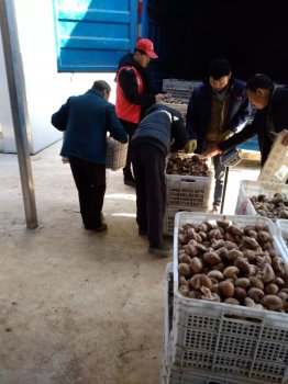 陕西省留坝县：特色农业产业县的崛起之路